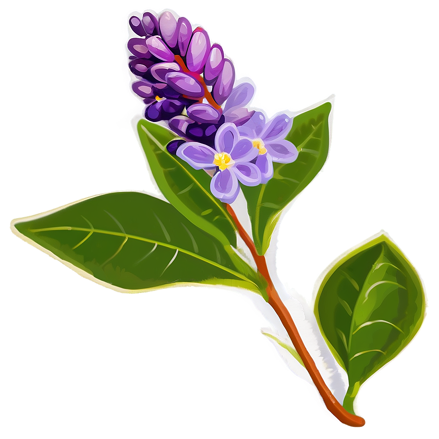 Lilac Flower Png 05242024 PNG Image