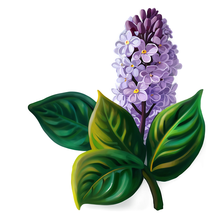 Lilac Flower Png Qjt PNG Image