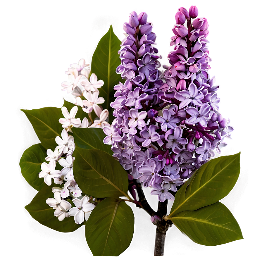 Lilac Glow Png 73 PNG Image