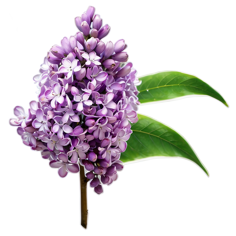 Lilac Haze Png Wps51 PNG Image