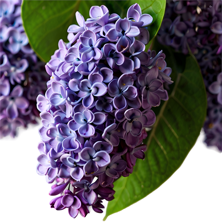 Lilac Scent Png Ynn92 PNG Image