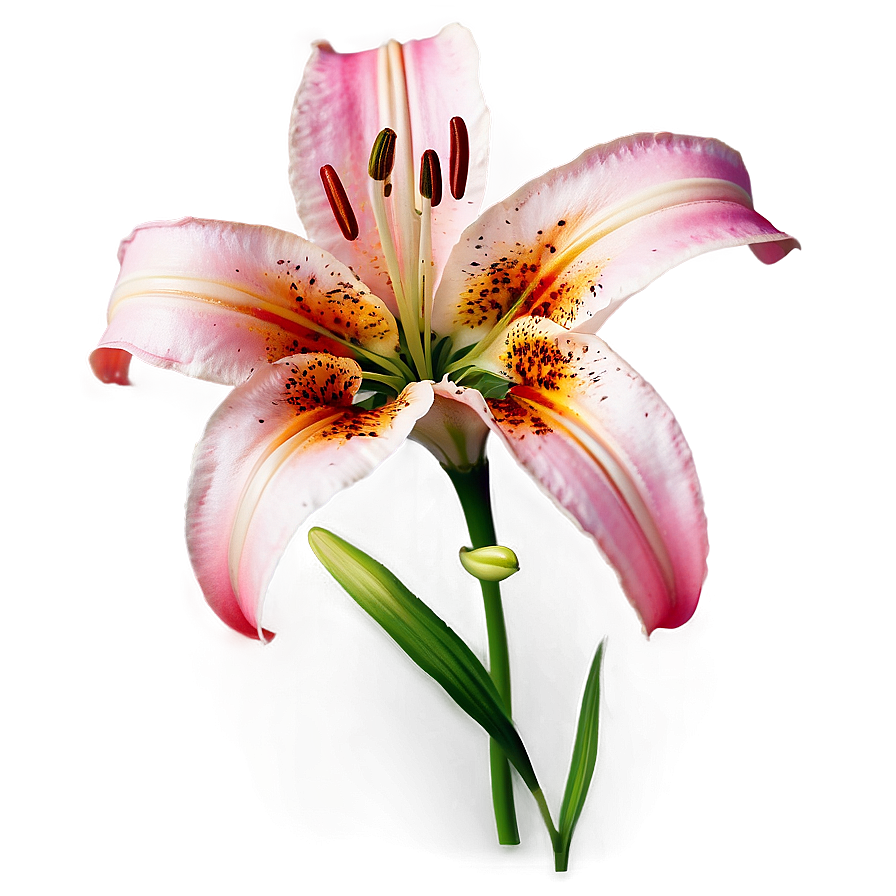 Lily Flower Background Png Afy PNG Image