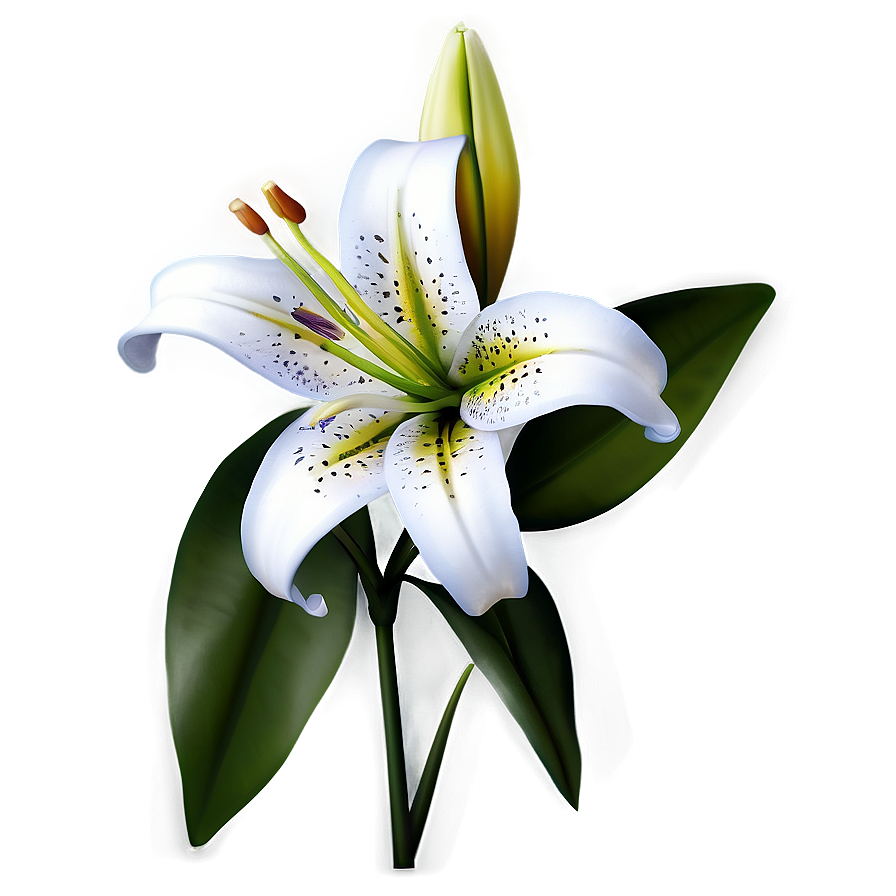 Lily Flower Icon Png 46 PNG Image