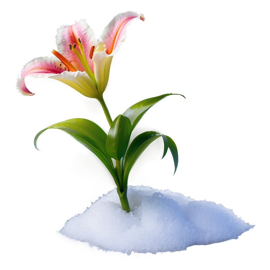 Lily Flower In Snow Png 45 PNG Image