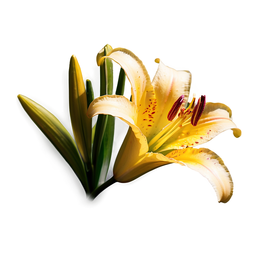 Lily Flower In Sunlight Png 06272024 PNG Image