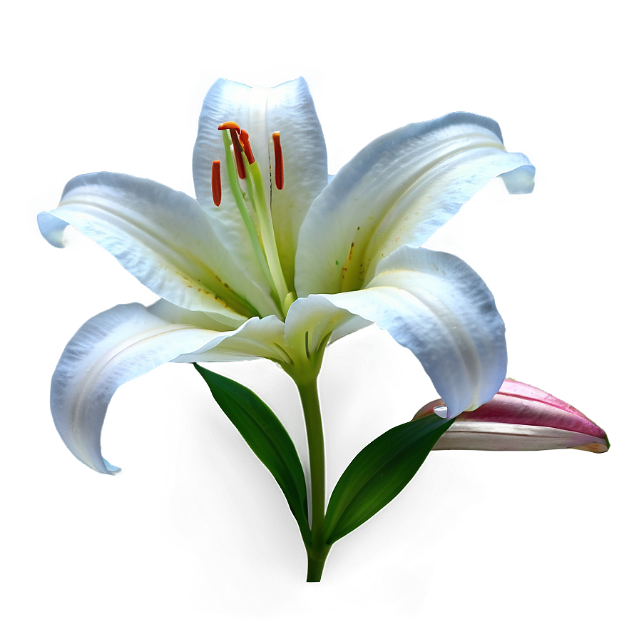 Lily Flower Transparent Png Rng41 PNG Image