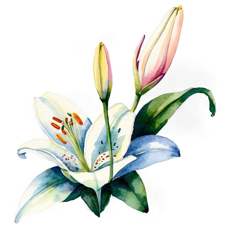 Lily Flower Watercolor Png 06272024 PNG Image