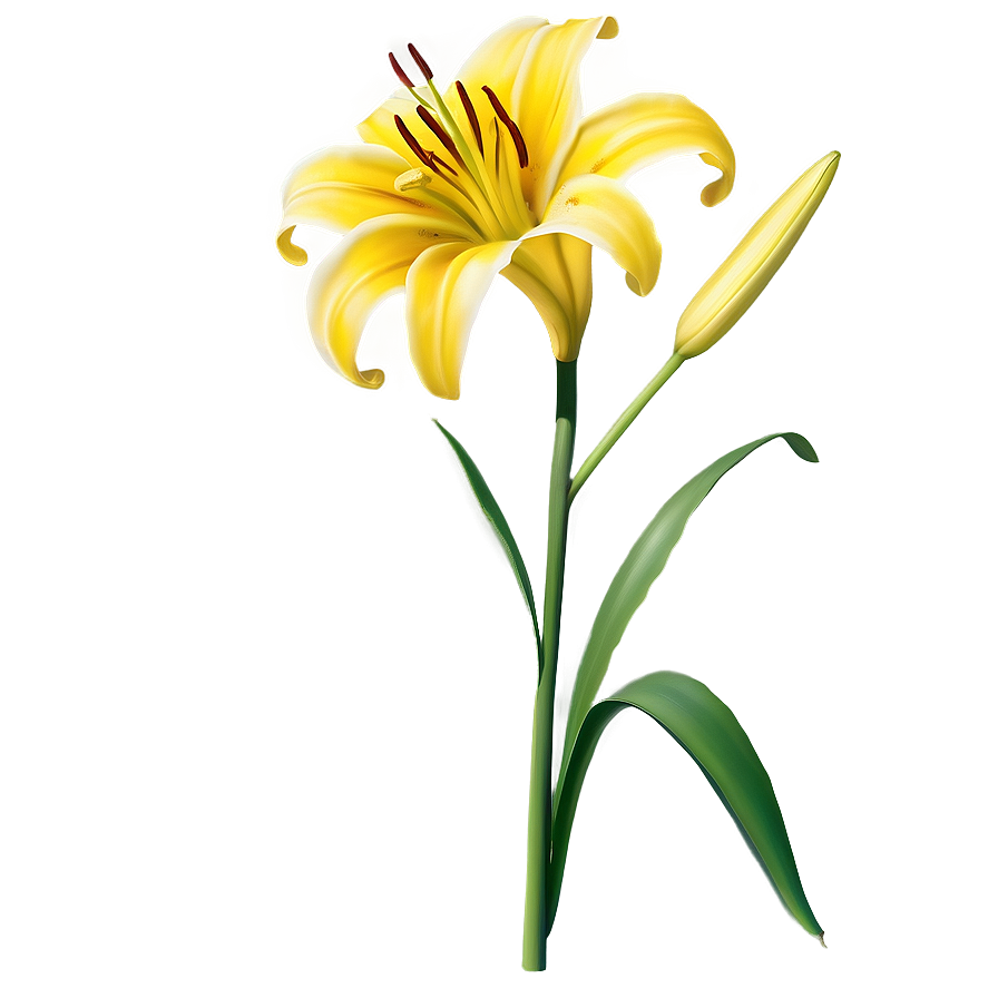 Lily Flower With Butterfly Png Gsv PNG Image