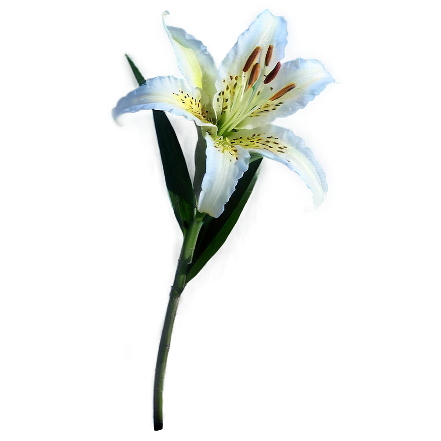 Lily Stem Png Qcp PNG Image