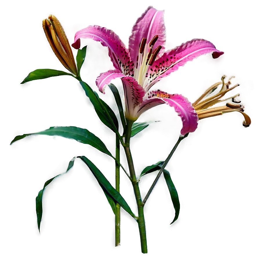 Lily Stem Png Yhi PNG Image