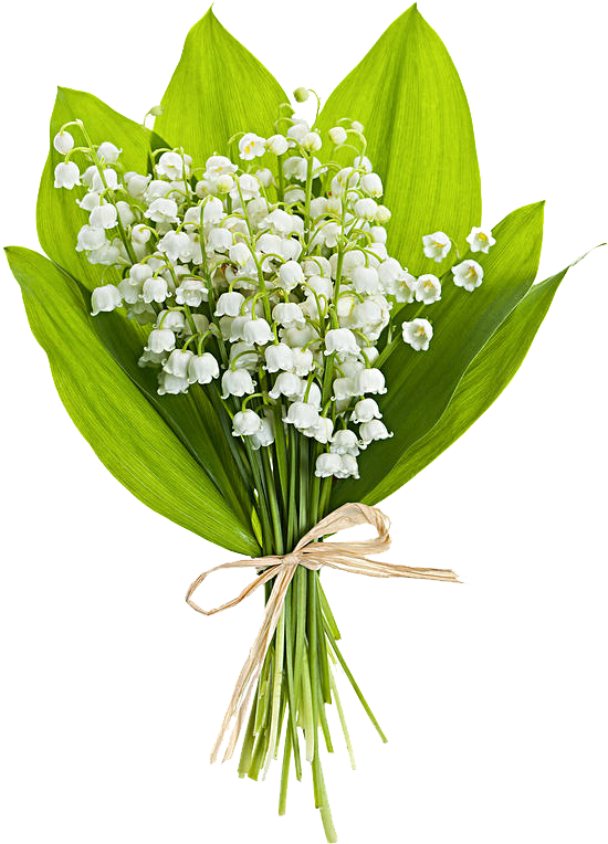 Lilyofthe Valley Bouquet PNG Image