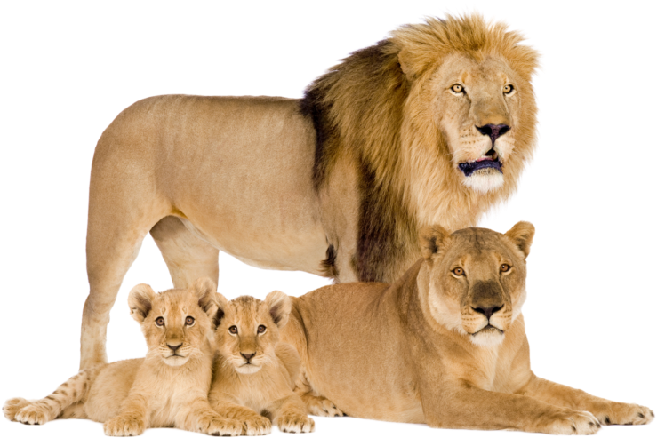 Lion_ Family_ Portrait PNG Image