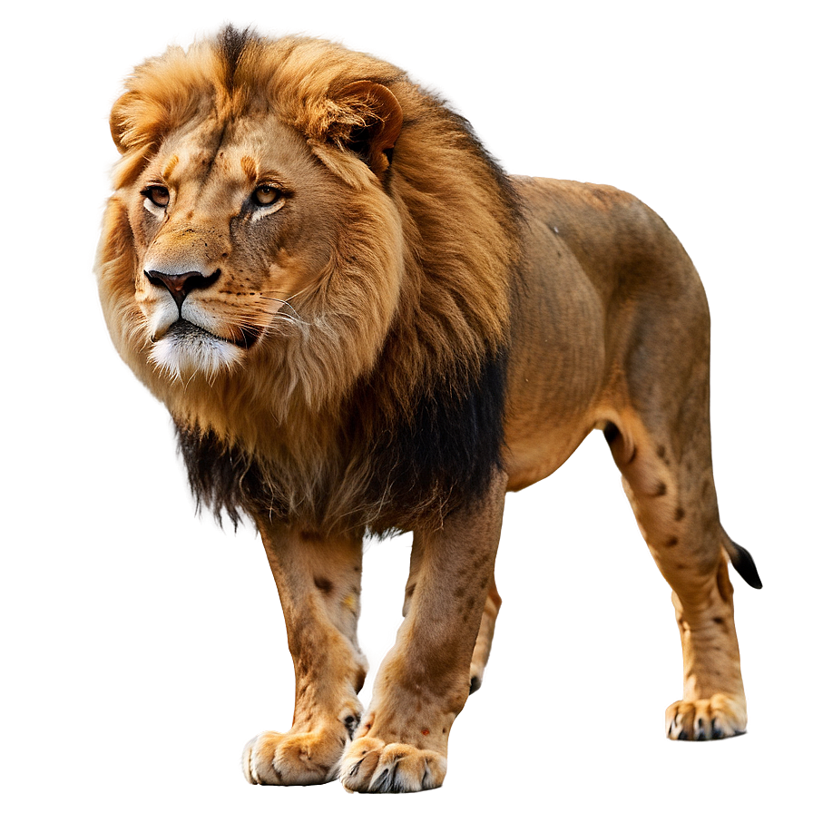 Lion In Natural Habitat Png Pga PNG Image