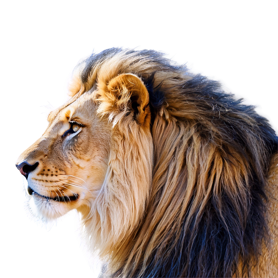 Lion Of Judah Ascendant Png Cpy PNG Image