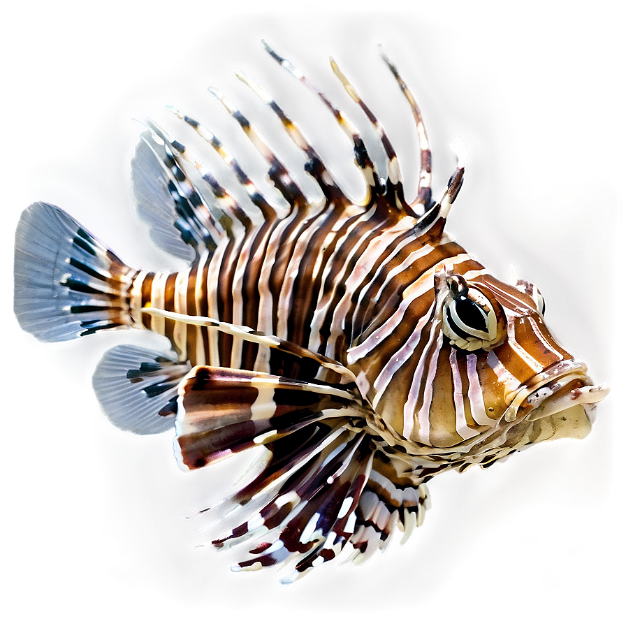 Lionfish Close-up Png 06292024 PNG Image