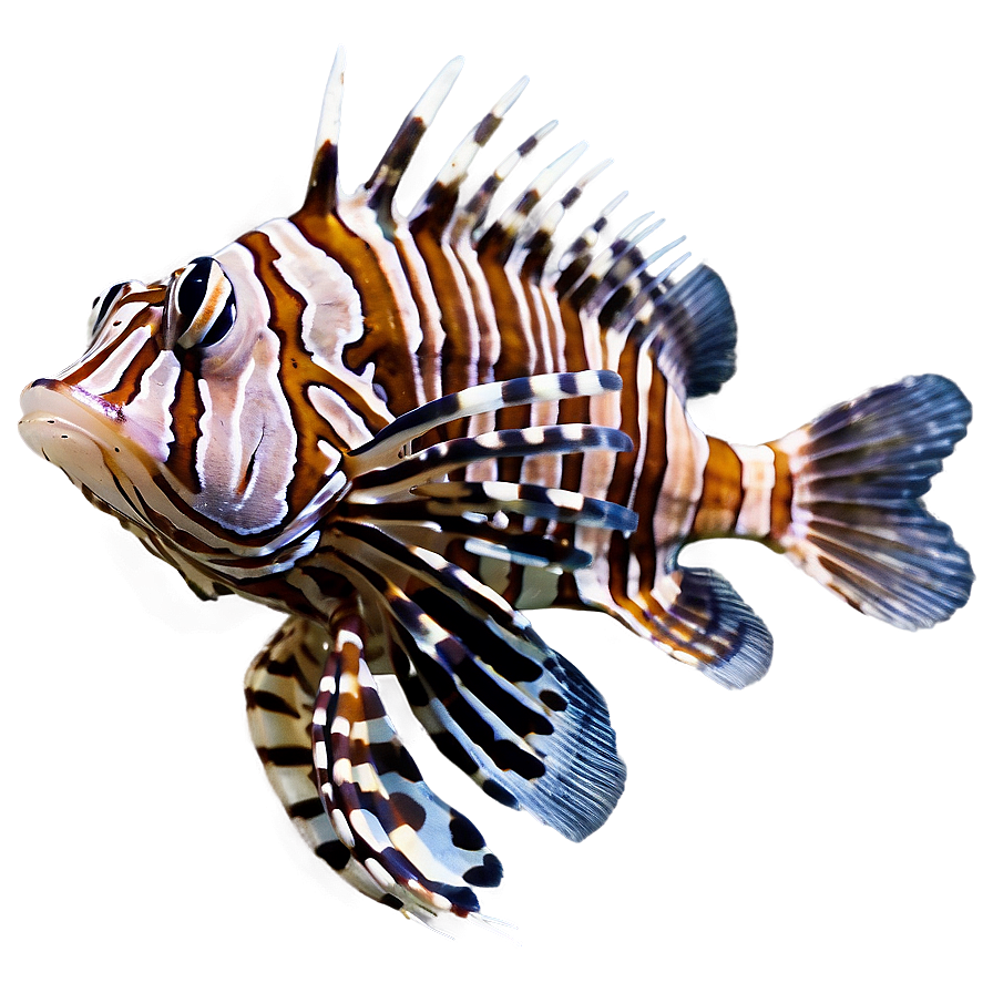 Lionfish Close-up Png Mse PNG Image