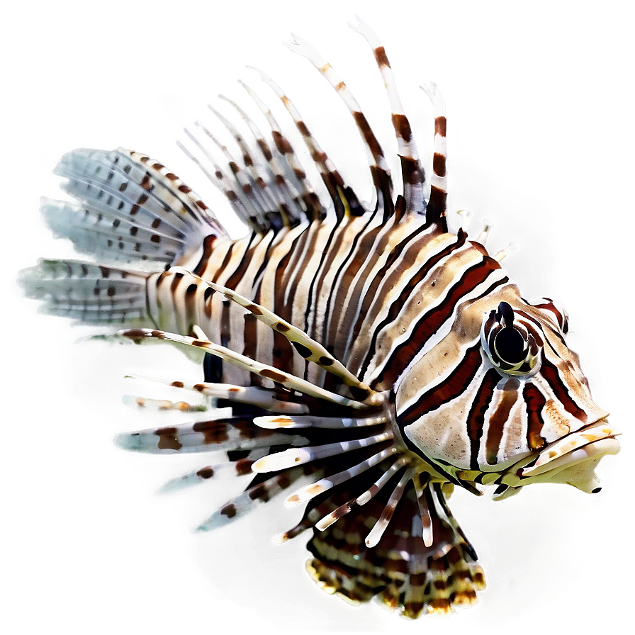 Lionfish Conservation Png 06292024 PNG Image