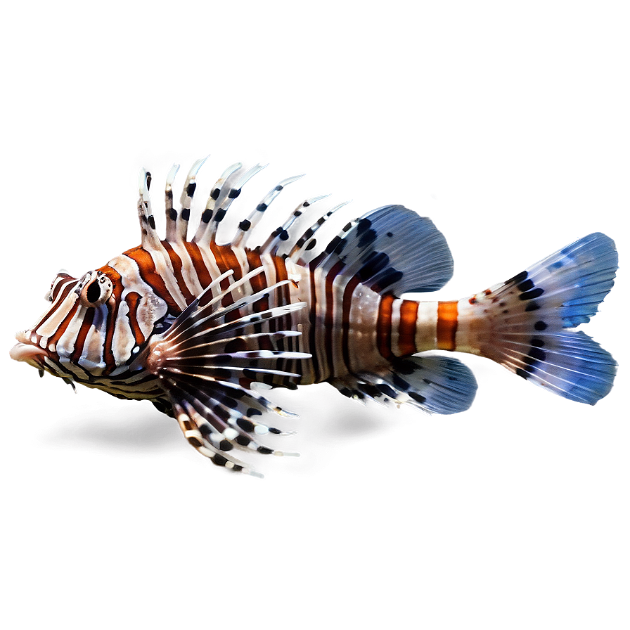 Lionfish Habitat Png 06292024 PNG Image