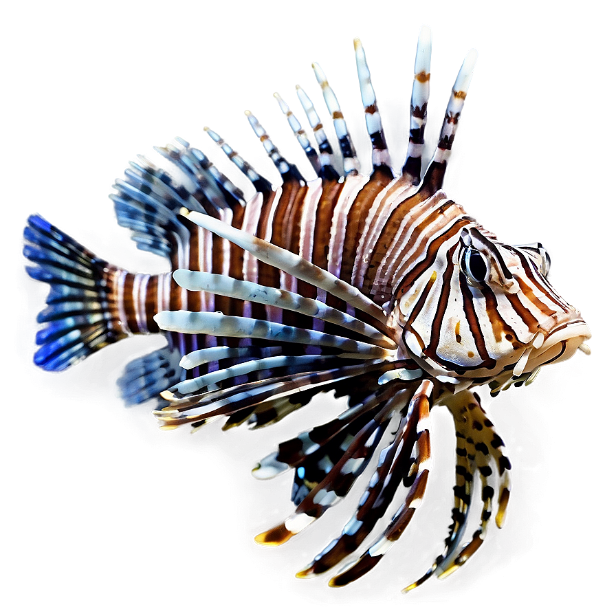 Lionfish Isolated On White Png 06292024 PNG Image