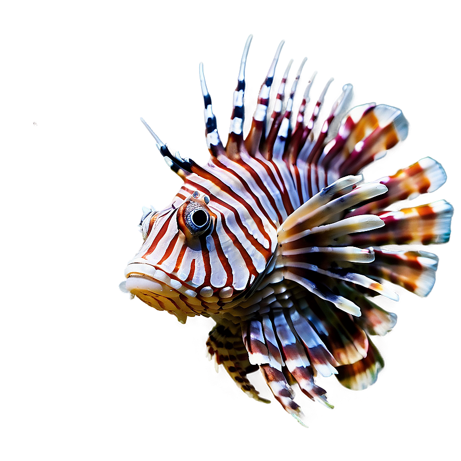 Lionfish Spines Png Ohk73 PNG Image