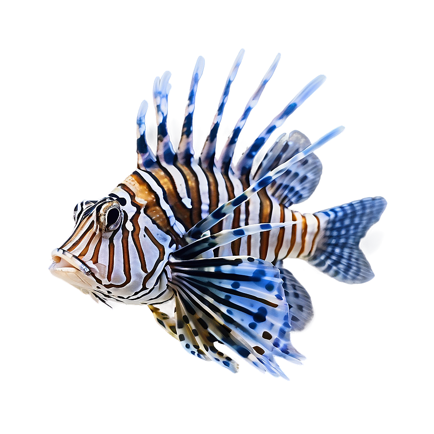 Lionfish Tank Png 27 PNG Image