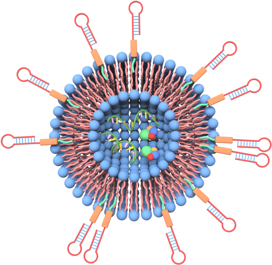 Liposome Drug Delivery System3 D Model PNG Image