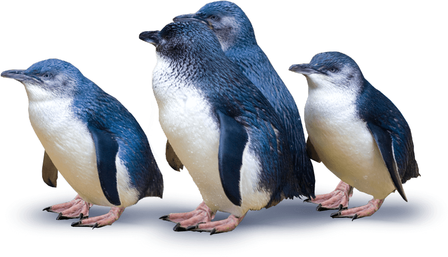 Little Blue Penguins New Zealand PNG Image