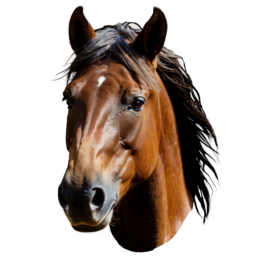 Lively Horse Head Composition Png Tyy PNG Image