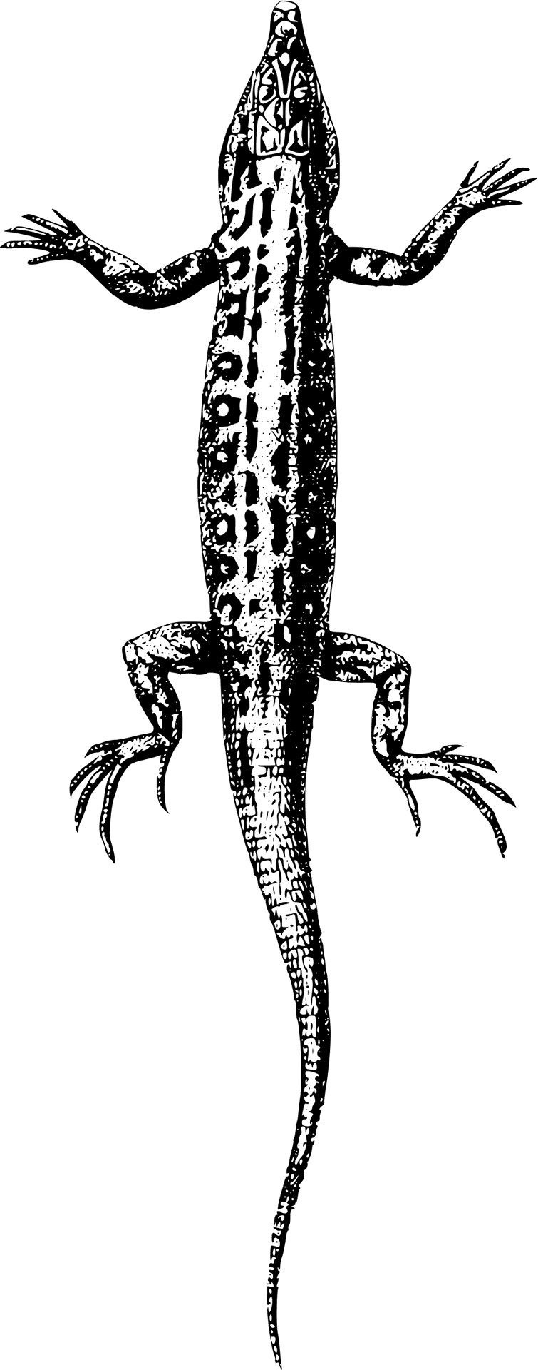 Lizard_ Illustration_ Top_ View.png PNG Image