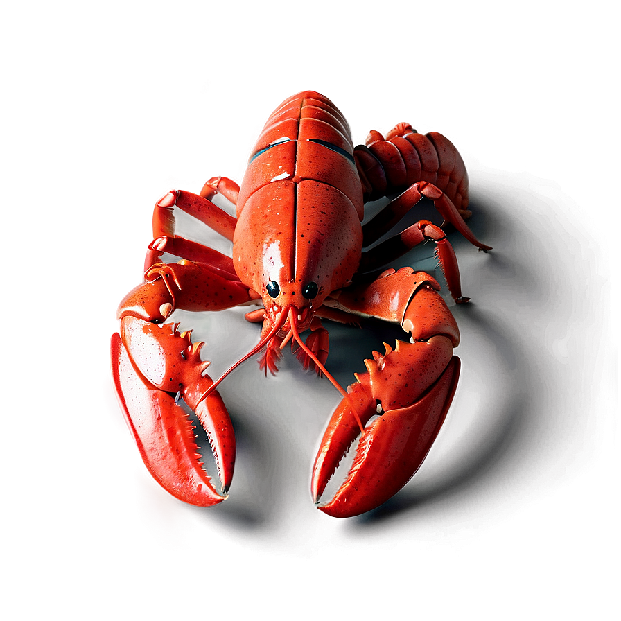 Lobster Illustration Png 05212024 PNG Image