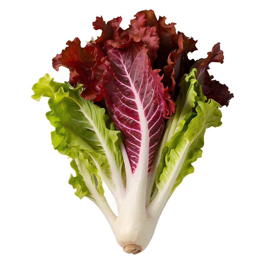 Lollo Rosso Lettuce Png 05242024 PNG Image