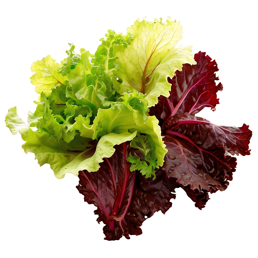 Lollo Rosso Lettuce Png Ksb PNG Image