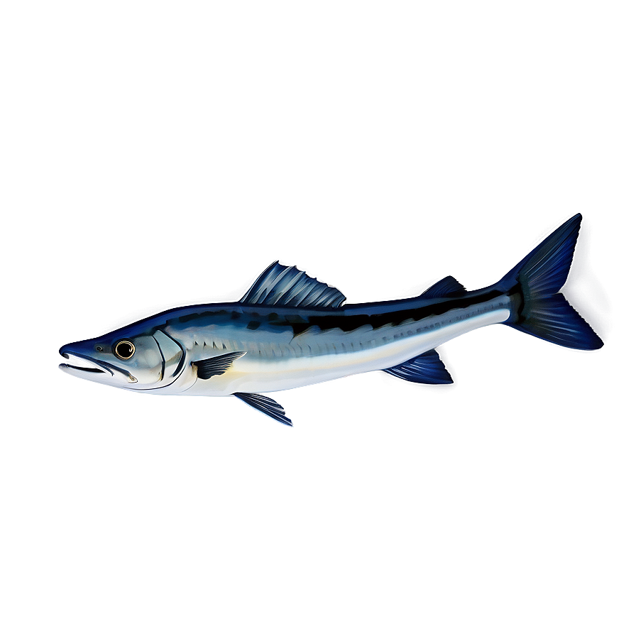 Lone Barracuda Png 06252024 PNG Image