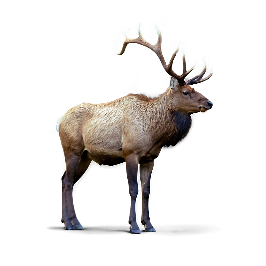 Lone Elk Png 05242024 PNG Image