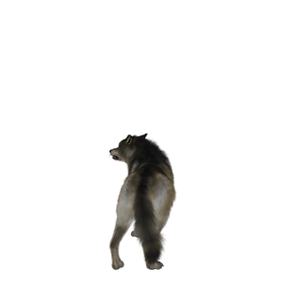 Lone Wolf Howlingin Darkness PNG Image