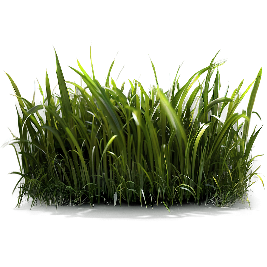 Long Green Grass Png 06262024 PNG Image