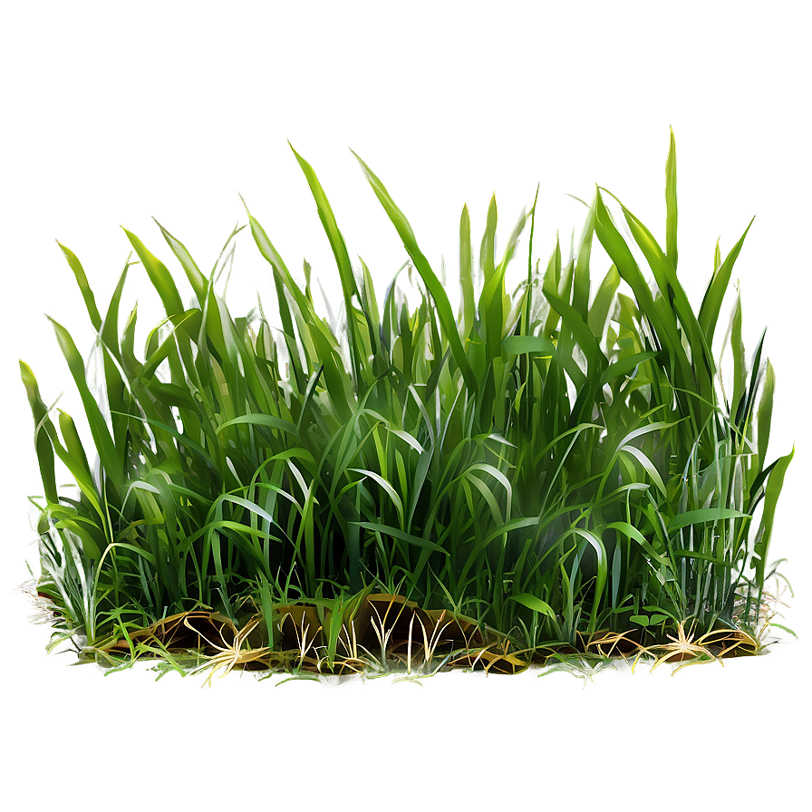 Long Green Grass Png 06262024 PNG Image