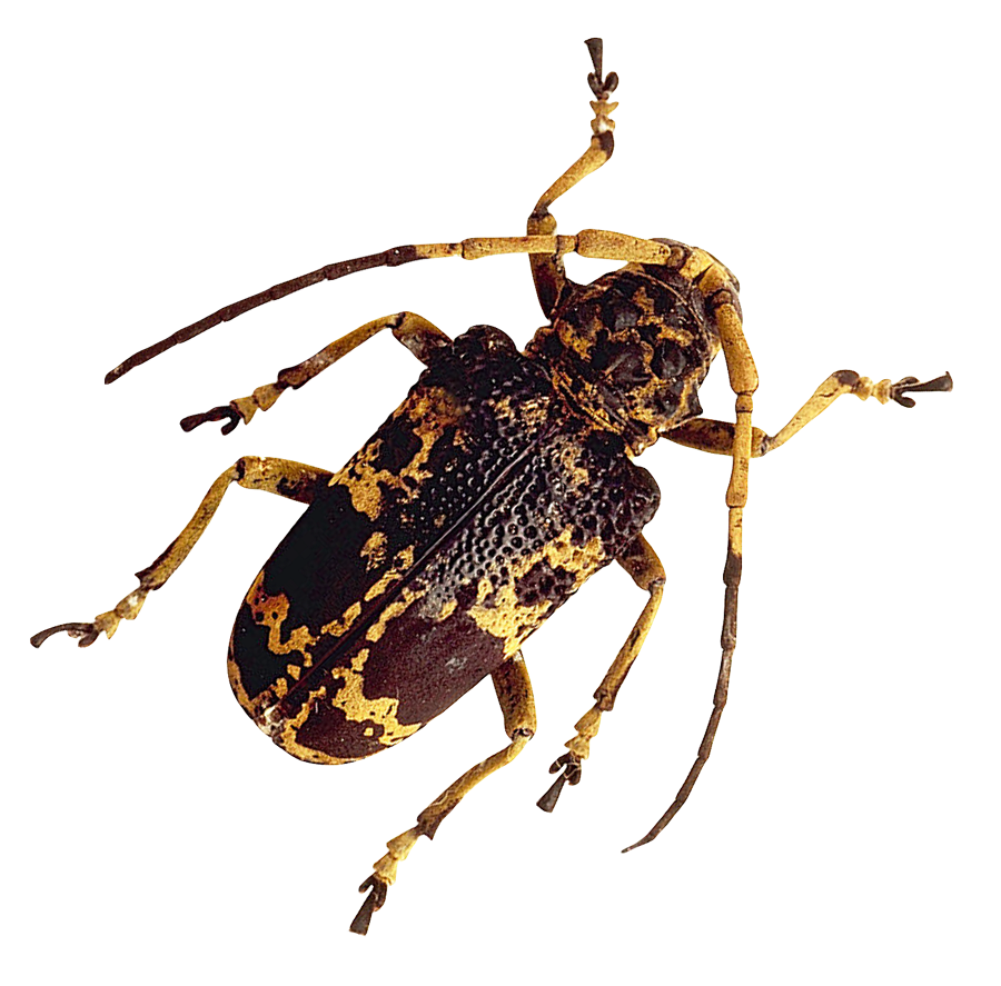 Longhorn Beetle Camouflage Pattern PNG Image