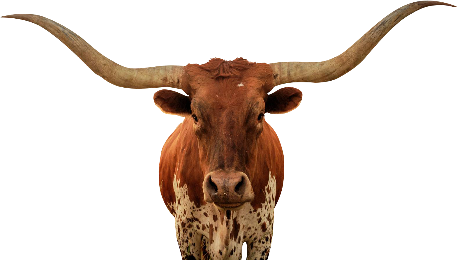 Longhorn Bull Portrait PNG Image