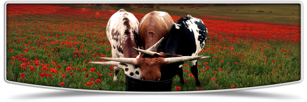 Longhorn Cattle Feedingin Poppy Field PNG Image