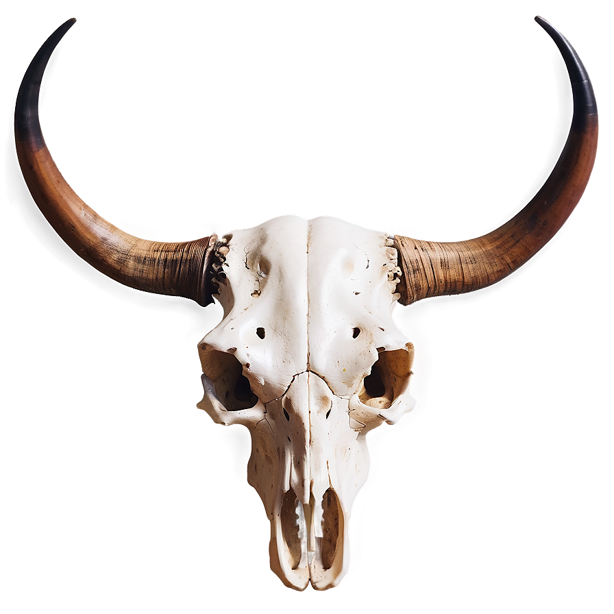 Longhorn Skull Illustration Png 57 PNG Image