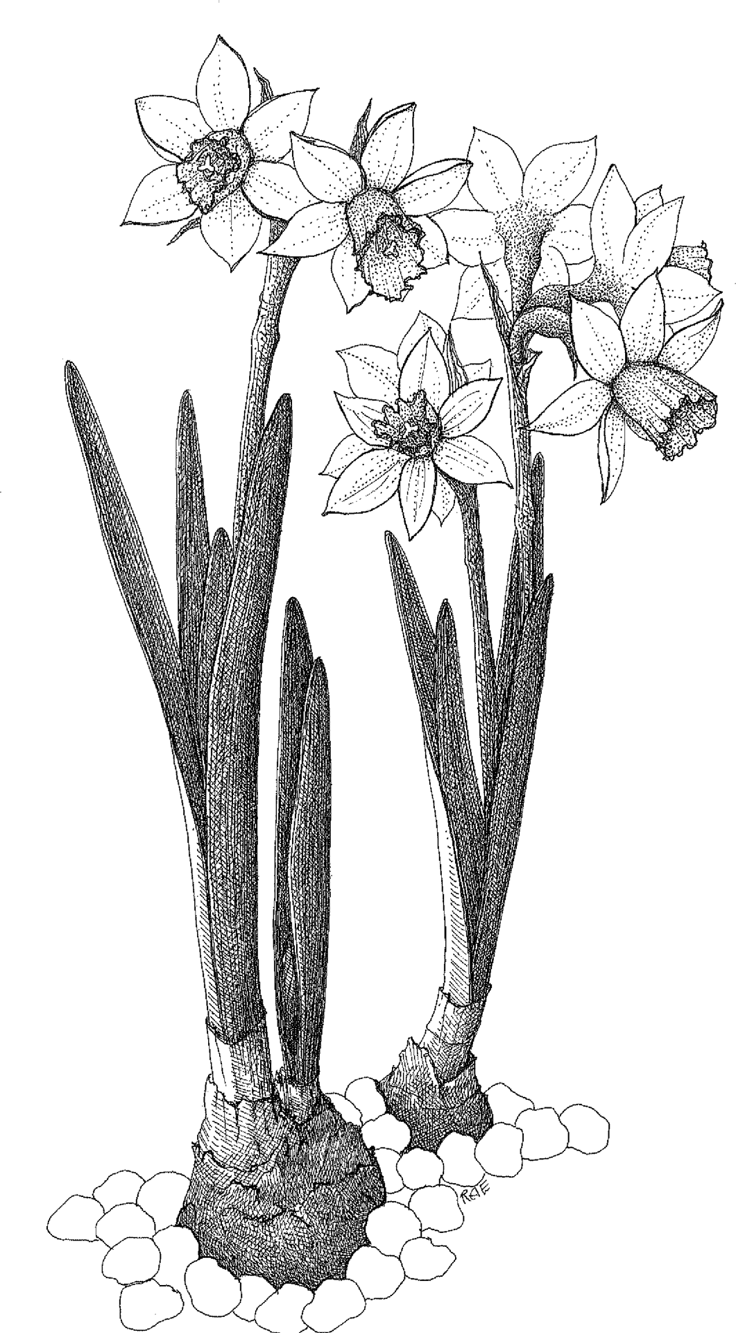 Lotus_ Flowers_ Line_ Art PNG Image