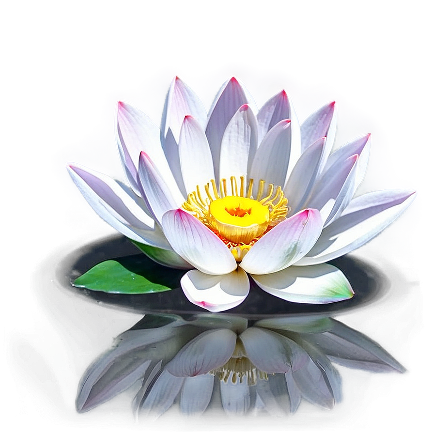 Lotus Reflection Png Smw PNG Image