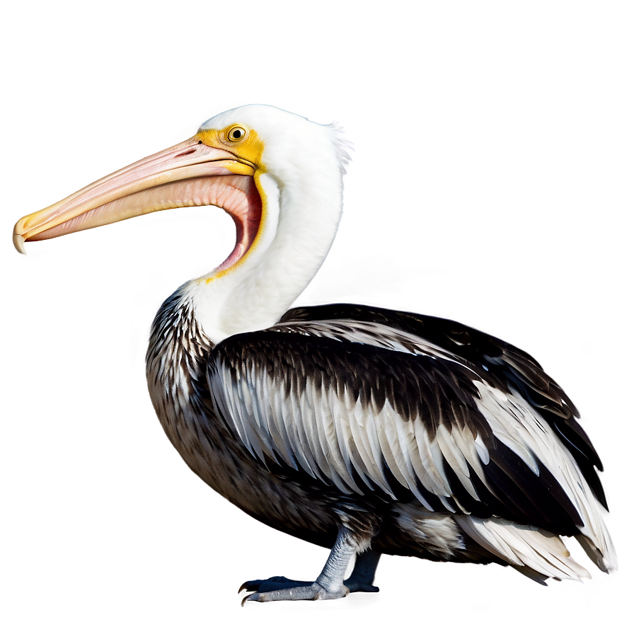 Louisiana Pelican Png 37 PNG Image