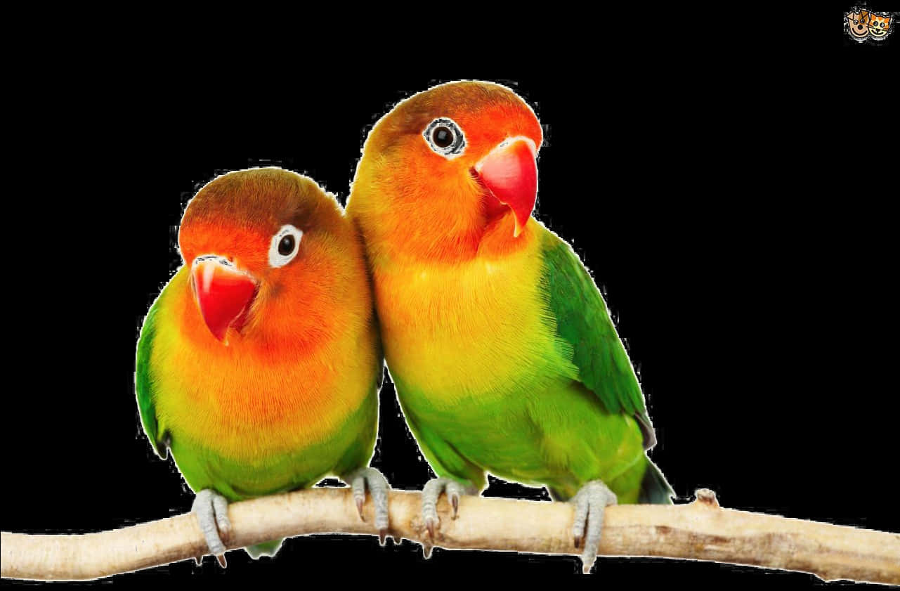 Lovebirds Perched Together PNG Image