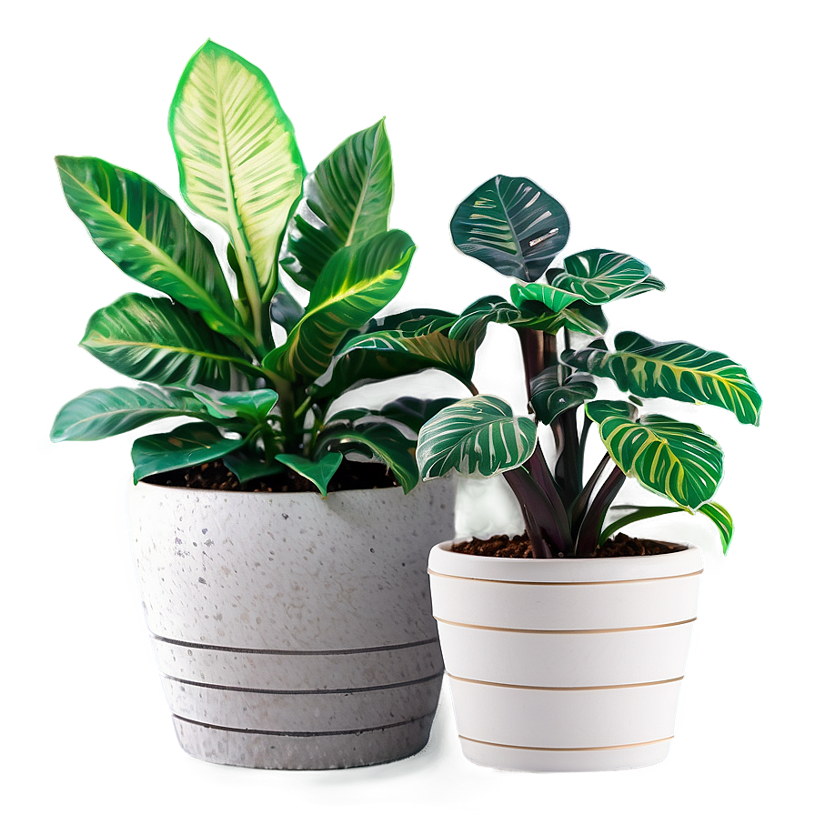 Low Maintenance Potted Plants Png 06122024 PNG Image