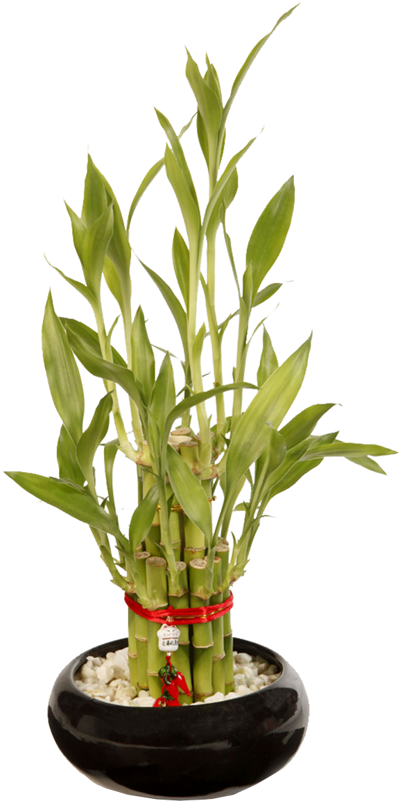 Lucky Bamboo Plantin Black Pot PNG Image