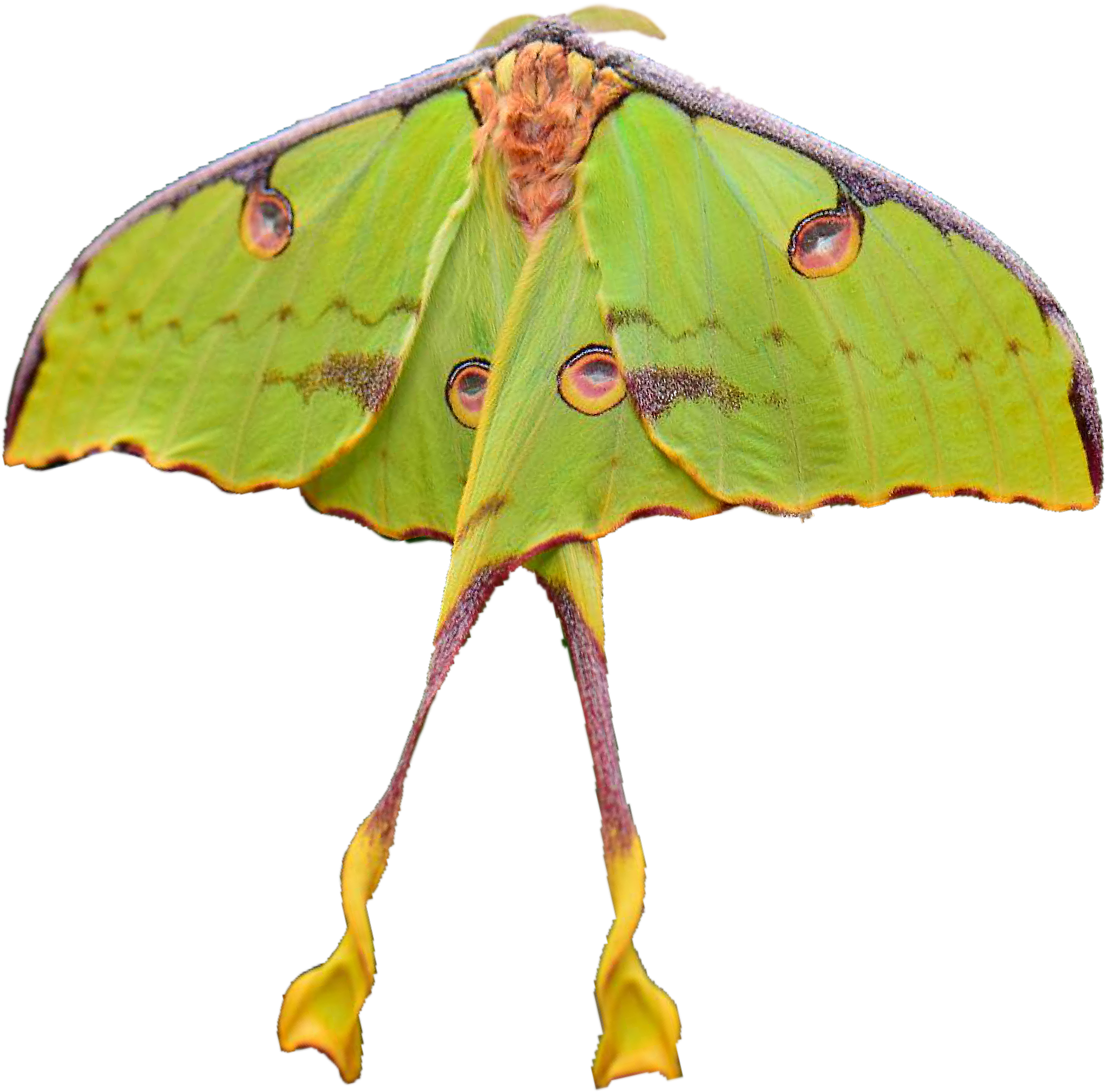 Luna Moth Spread Wings PNG Image