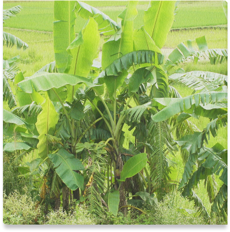 Lush_ Banana_ Tree_ Field PNG Image