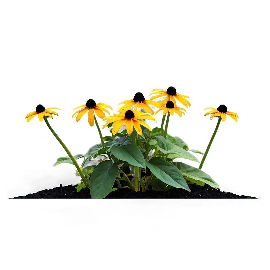 Lush Black Eyed Susan Landscape Png Eww2 PNG Image